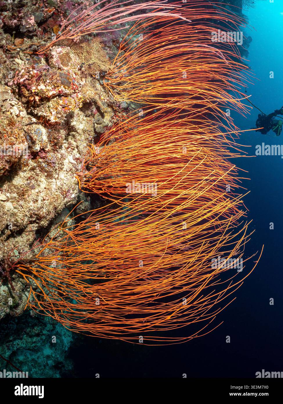 Ein Taucher erkundet ein pulsierendes Korallenriff und schwimmt an zarten orangen Meeresfans vorbei. Die Anwesenheit des Tauchers unterstreicht die Schönheit und Fragilität dieses Problems Stockfoto