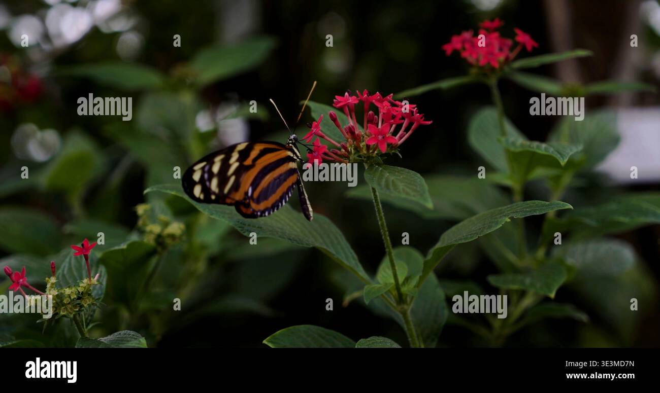 Schmetterling ruht während der Tageslichtstunden auf roten Blumen in einem Garten Stockfoto
