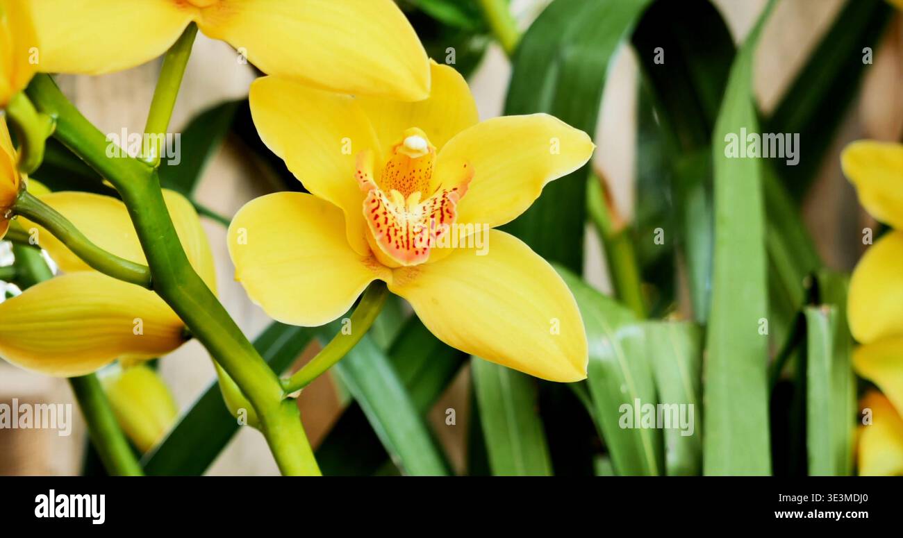 Gelbe Orchideenblüten im Garten bei hellem Tageslicht Stockfoto