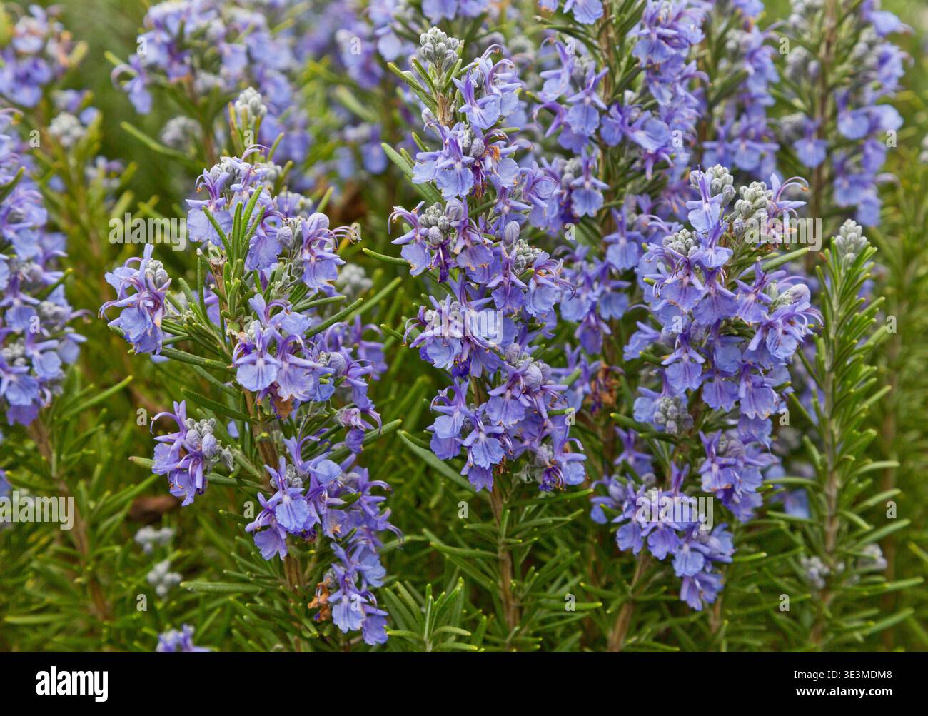 Rosmarin „Salvia rosmarinus“ blüht, Kräuterstrauch, nadelförmige Blätter und zweilippige, violette und weiße Blüten, aromatisch, duftend, mehrjährig. Stockfoto