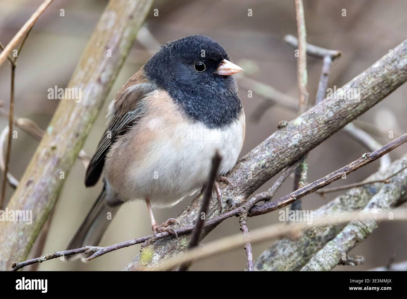 Junco (Junco hyemalis) [Oreganus] - Beacon Hill Park - Victoria, Vancouver Island, British Columbia, Kanada Stockfoto