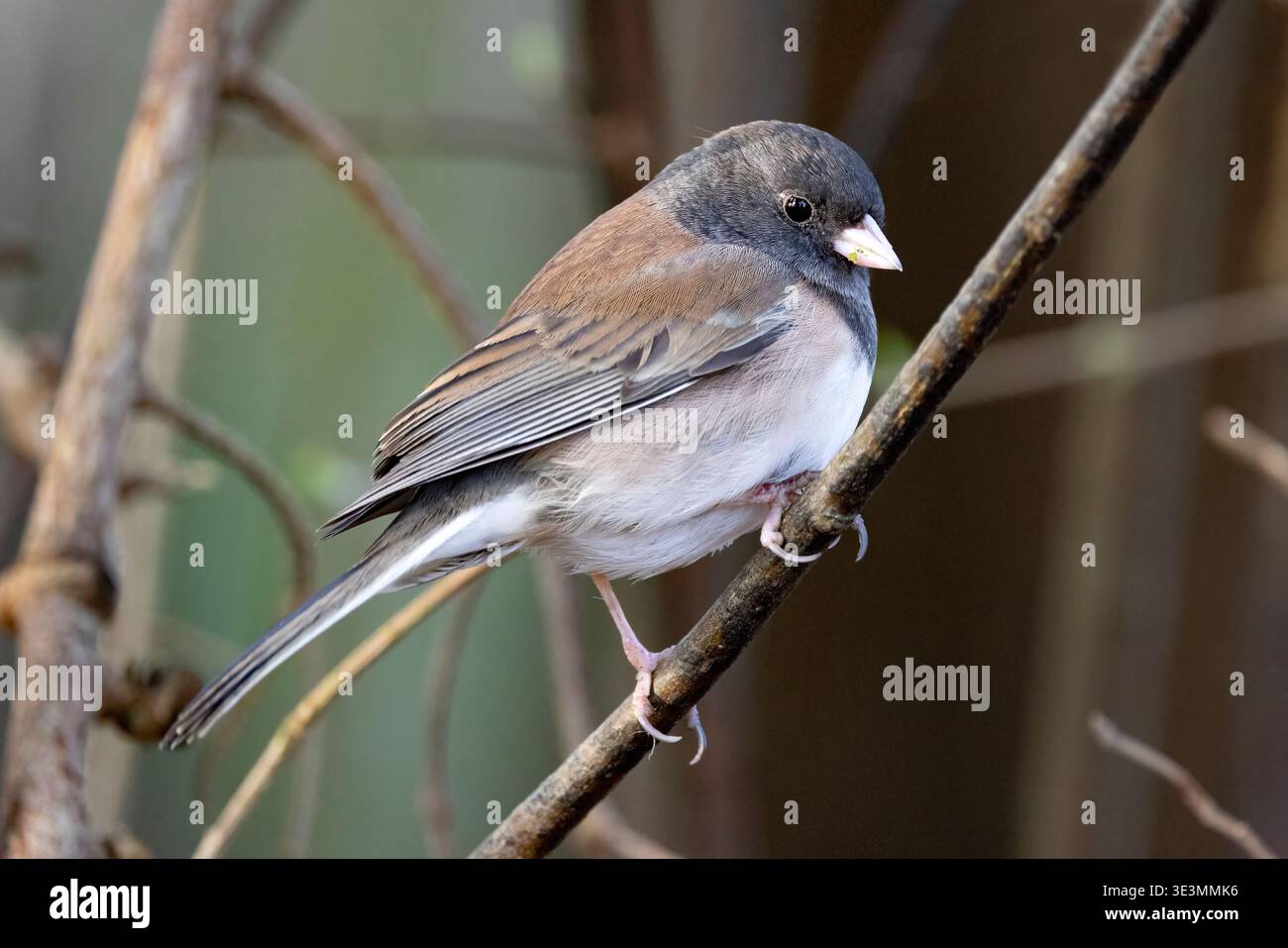 Junco (Junco hyemalis) [Oreganus] - Beacon Hill Park - Victoria, Vancouver Island, British Columbia, Kanada Stockfoto
