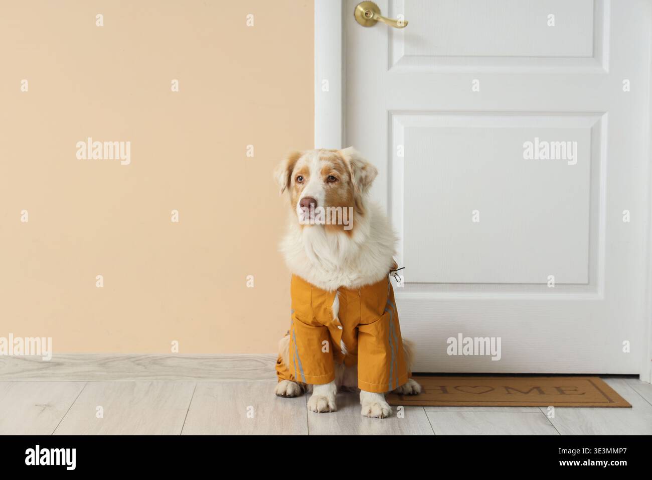 Süßer australischer Schäferhund, der Regenmantel in der Nähe der Tür im Flur trägt Stockfoto