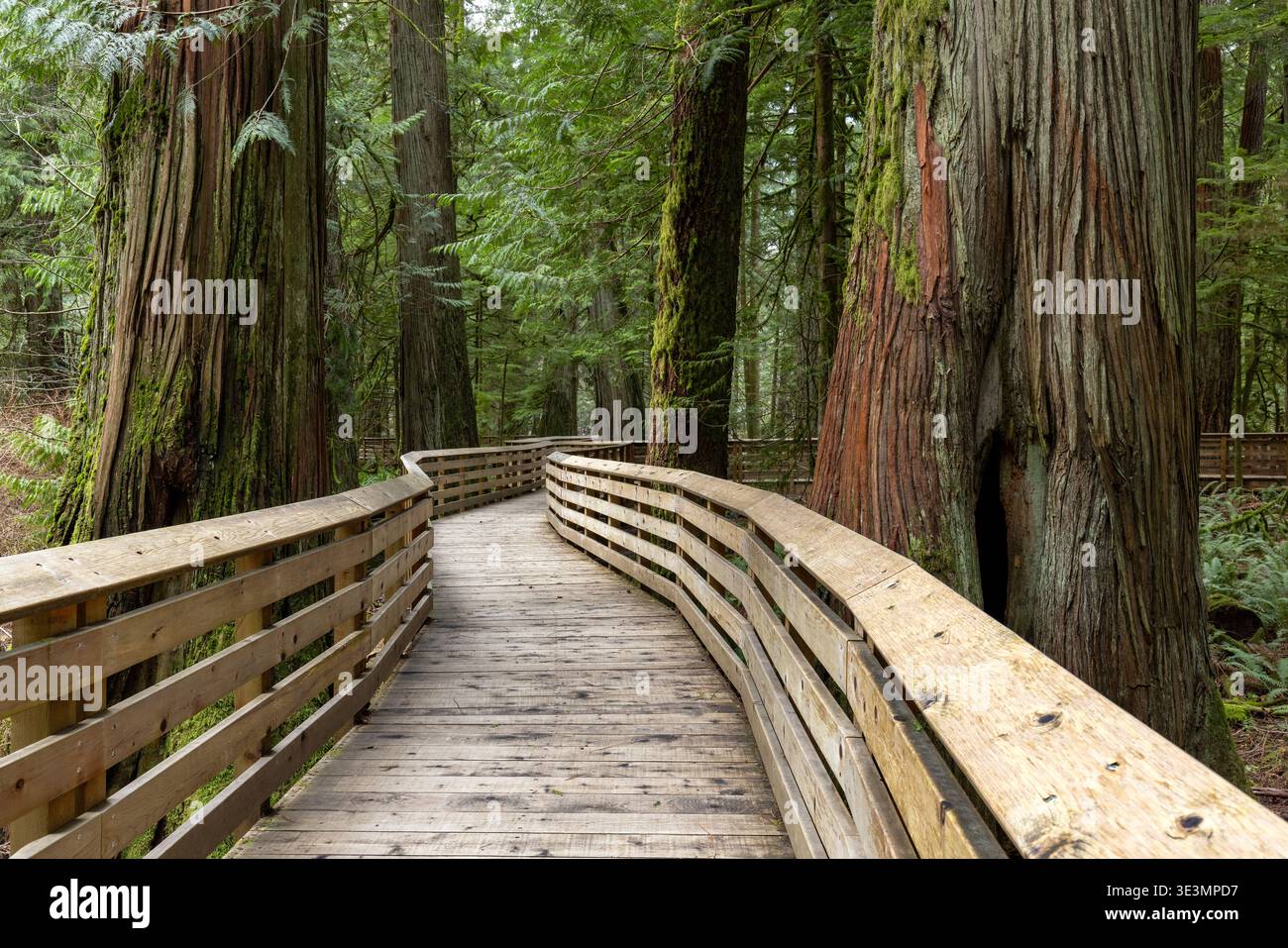 Promenade durch alten Wald - Cathedral Grove im MacMillan Provincial Park, in der Nähe von Port Alberni; Vancouver Island, British Columbia, CAN Stockfoto