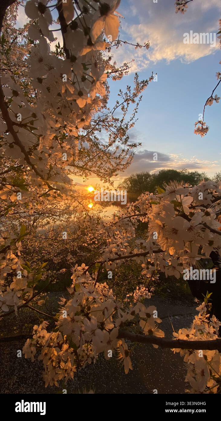 Die Sonne untergeht hinter Kirschblüten in einem Park, der ein warmes Leuchten ausstrahlt. Blüten umrahmen den Blick, während das Tageslicht in die Nacht versinkt Stockfoto