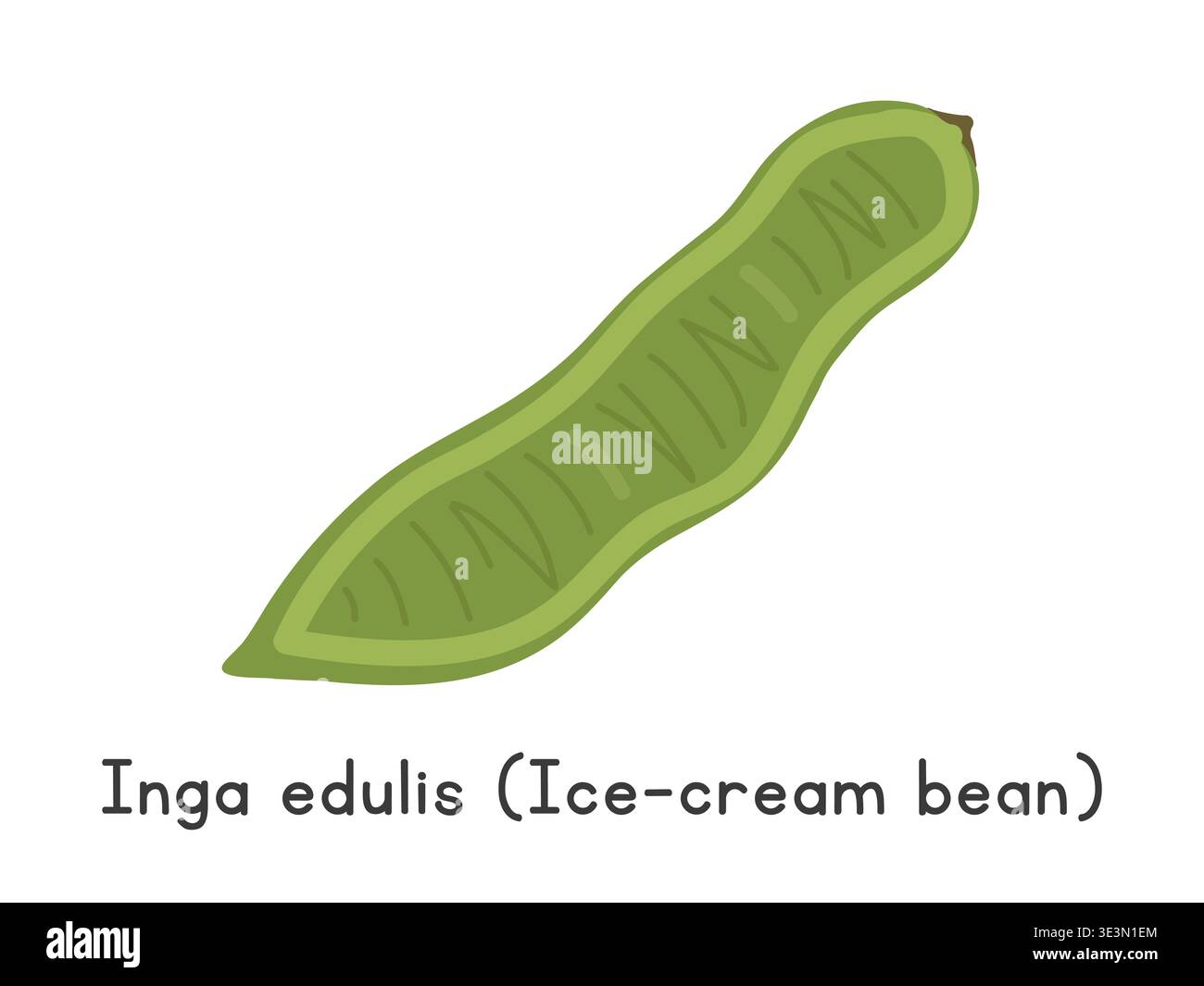 Illustration des flachen Vektors von Inga edulis. Grüne inga Edulis oder Eisbohnen-Karikatur Clipart-Stil isoliert auf weißem Hintergrund. Eiskrem-Bohnen-Vektor Stock Vektor