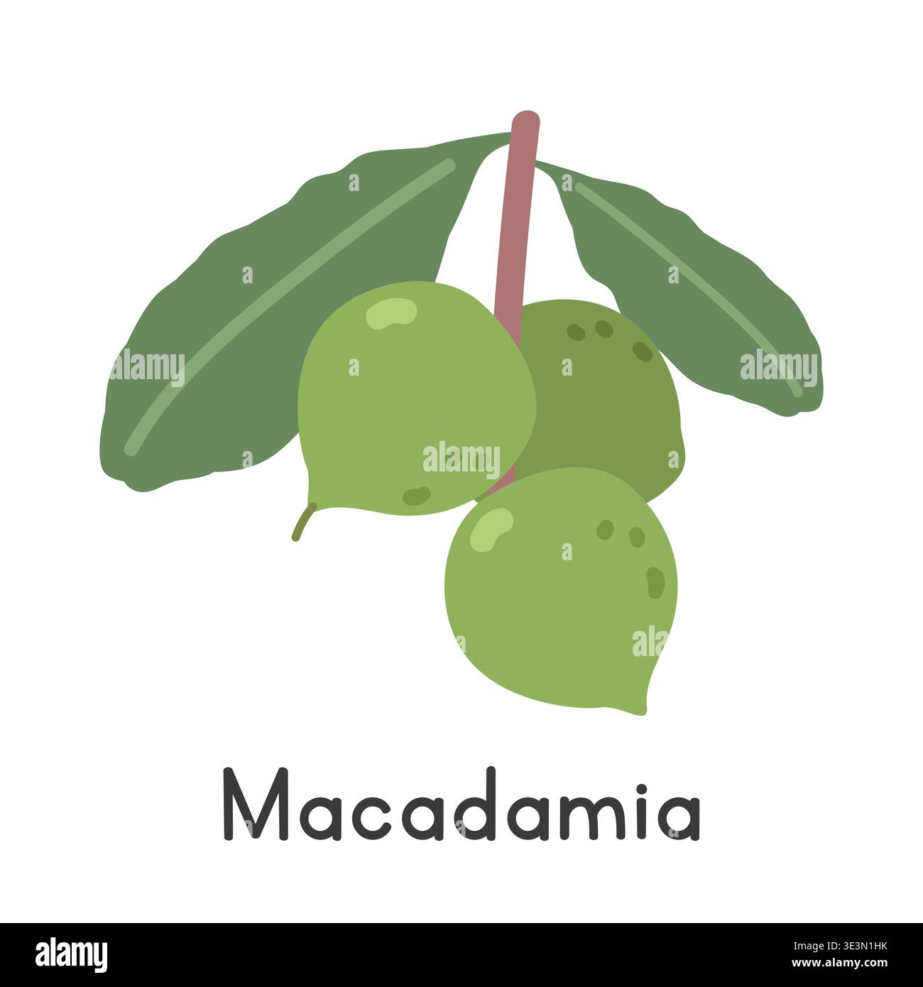 Illustration des flachen Vektors von Macadamia. Frischer Macadamia-Cartoon-Clipart-Stil isoliert auf weißem Hintergrund. Tropische Nuss-ähnliches Fruchtkonzept Stock Vektor
