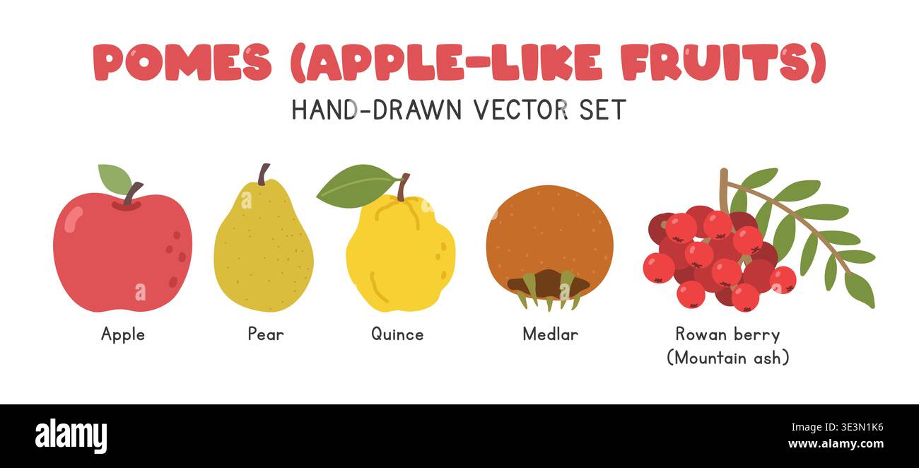 Pomes Früchte oder apfelähnliche Früchte flache Vektor-Illustration im Cartoon Clipart Stil gesetzt. Apfel, Birne, Quitte, Mickel, eberesche oder Eberesche Stock Vektor
