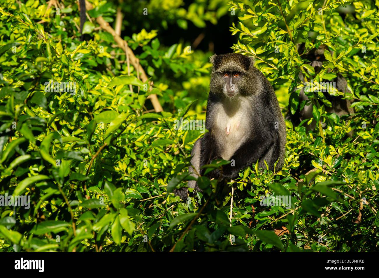 Blauer Affe, Cercopithecus mitis, Eastern Highlands, Simbabwe Stockfoto