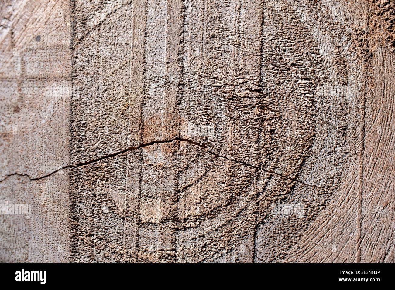 Natürliche Holzstruktur mit kreisförmigen Wachstumsringen, Holzmaserungen und einem horizontalen Riss auf einer rauen, gesägten Oberfläche. Stockfoto