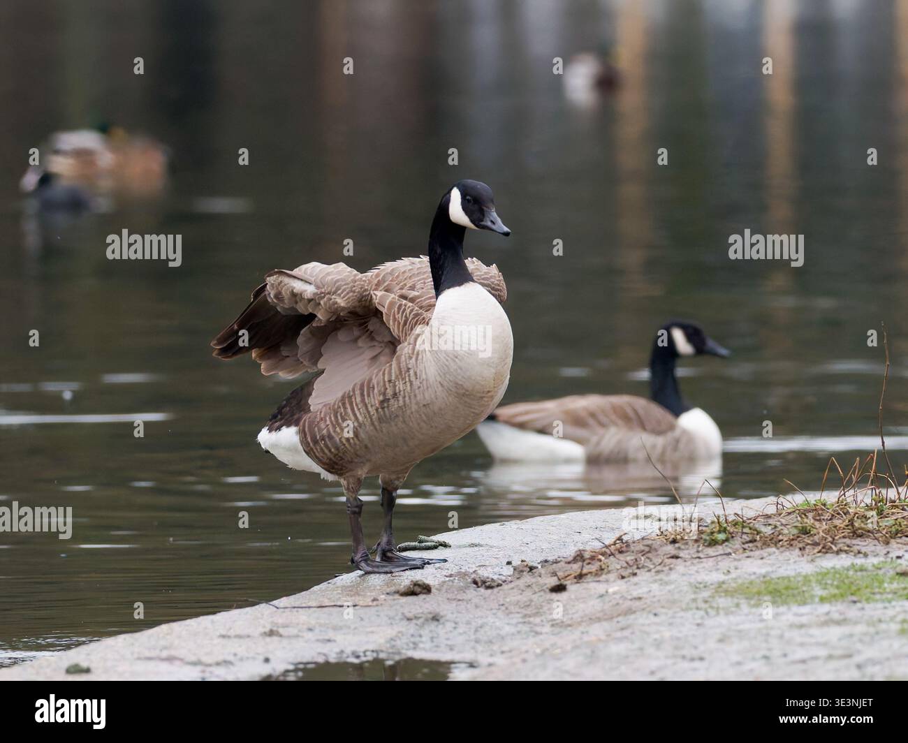 Kanadische Gänse (Branta canadensis) breitet Flügel am Wasser aus und zeigt charakteristische Markierungen und Verhalten nahe der Küste. Stockfoto