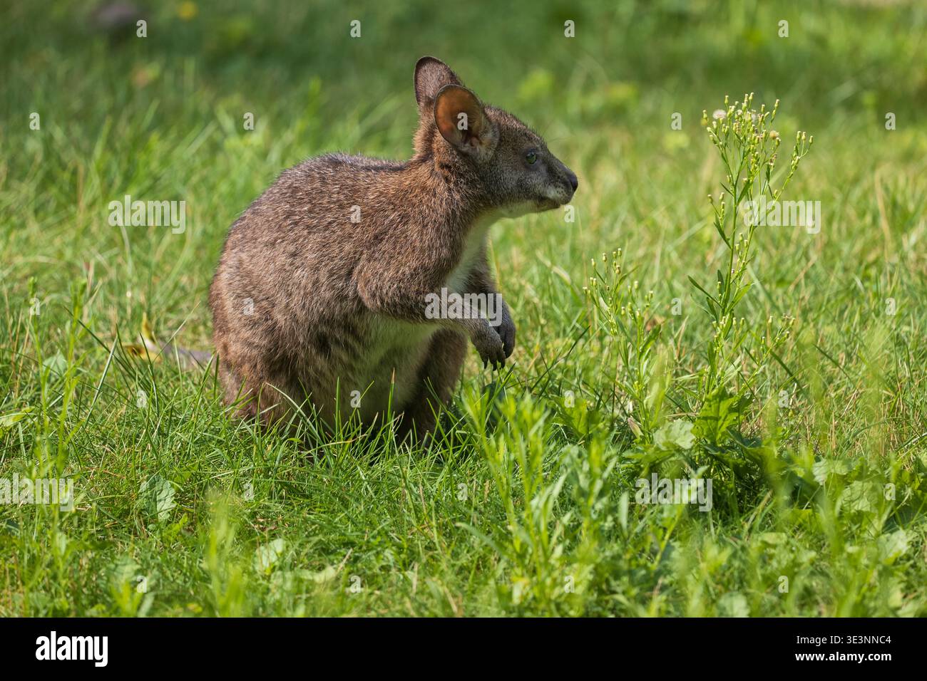 Parma Wallaby (Macropus parma) auf der Wiese, Kleinsäuger der Beutelgattung Notamacropus, Familie: Macropodidae, heimische Region: Australien. Stockfoto