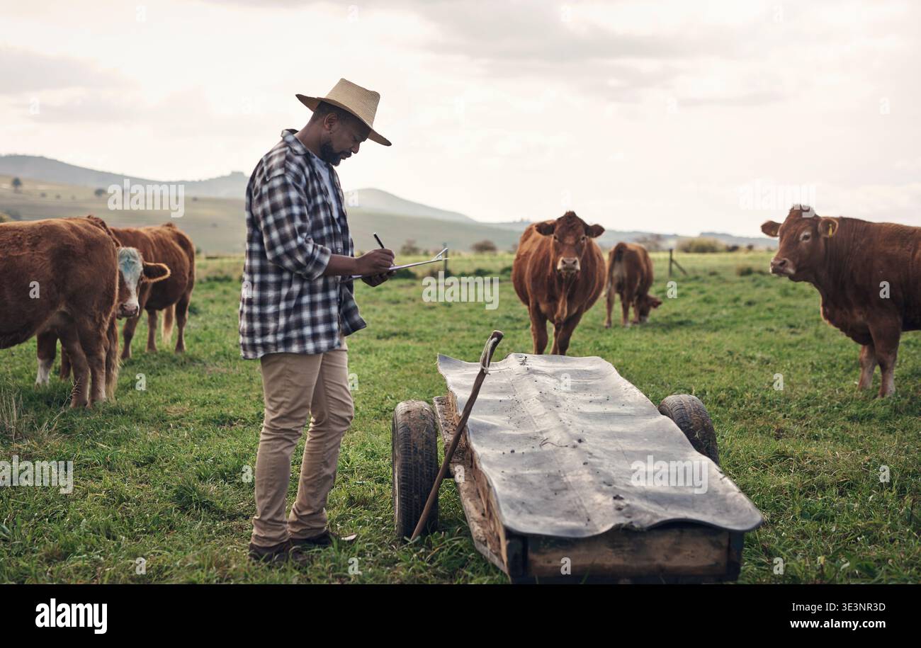 Clipboard, Kühe und schwarze Männer, die auf dem Bauernhof für Forschung über Landwirtschaft, Nachhaltigkeit oder Agrarwirtschaft schreiben. Rinder, Checkliste und afrikanischer Landwirt Stockfoto