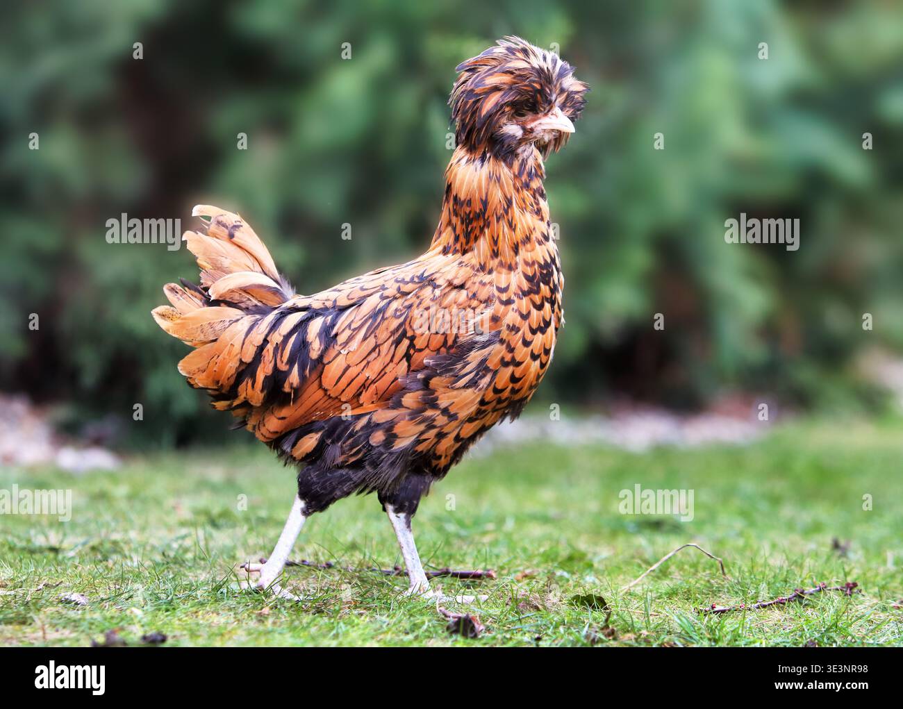 Geflügelzucht und seltene Rassen Golden Laced Padovana polnische Hühner, die auf grünem Gras laufen, in Einer Gartenumgebung, die nachhaltige Landwirtschaft repräsentiert Stockfoto