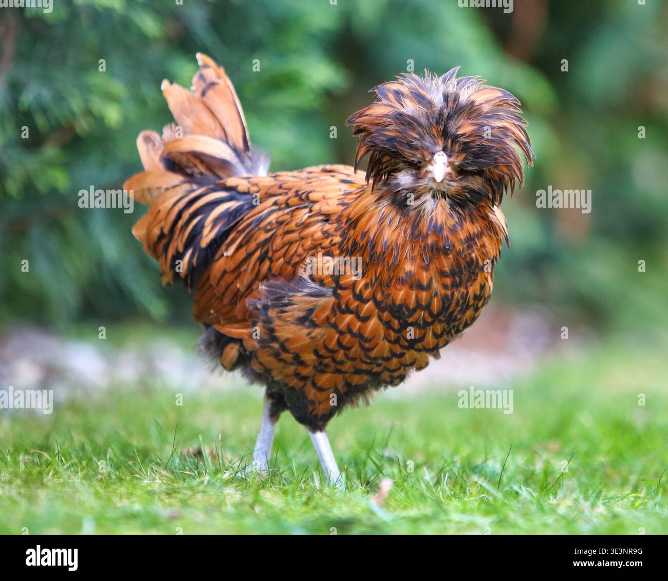 Geflügelzucht und seltene Rassen Golden Laced Padovana polnische Hühner, die auf grünem Gras laufen, in Einer Gartenumgebung, die nachhaltige Landwirtschaft repräsentiert Stockfoto