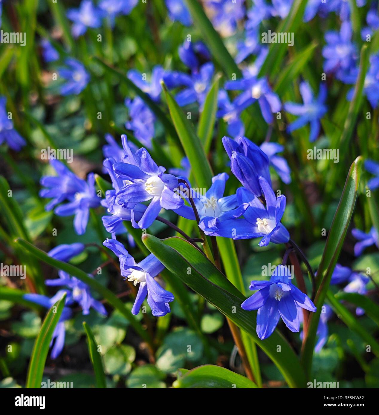 Wunderschöne blaue Scilla-Blüten blühen im Garten im frühen Frühjahr. Stockfoto