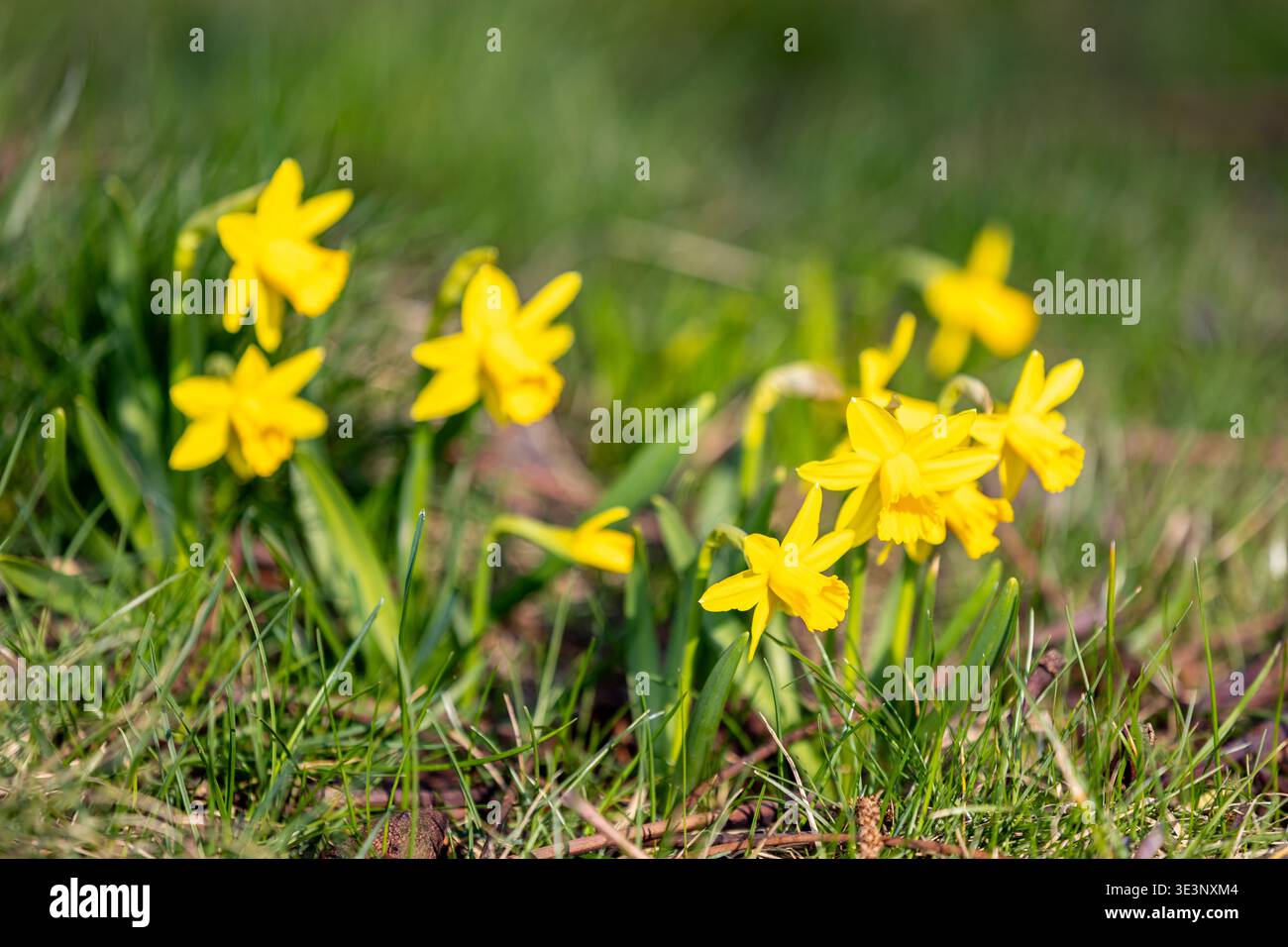 Narzissen-Blüte in Blüte. Frühlingsschönheit. Narzissenblüten. Narzisse-Blüten wachsen in der Nähe von Baumstämmen in einem Garten. Stockfoto