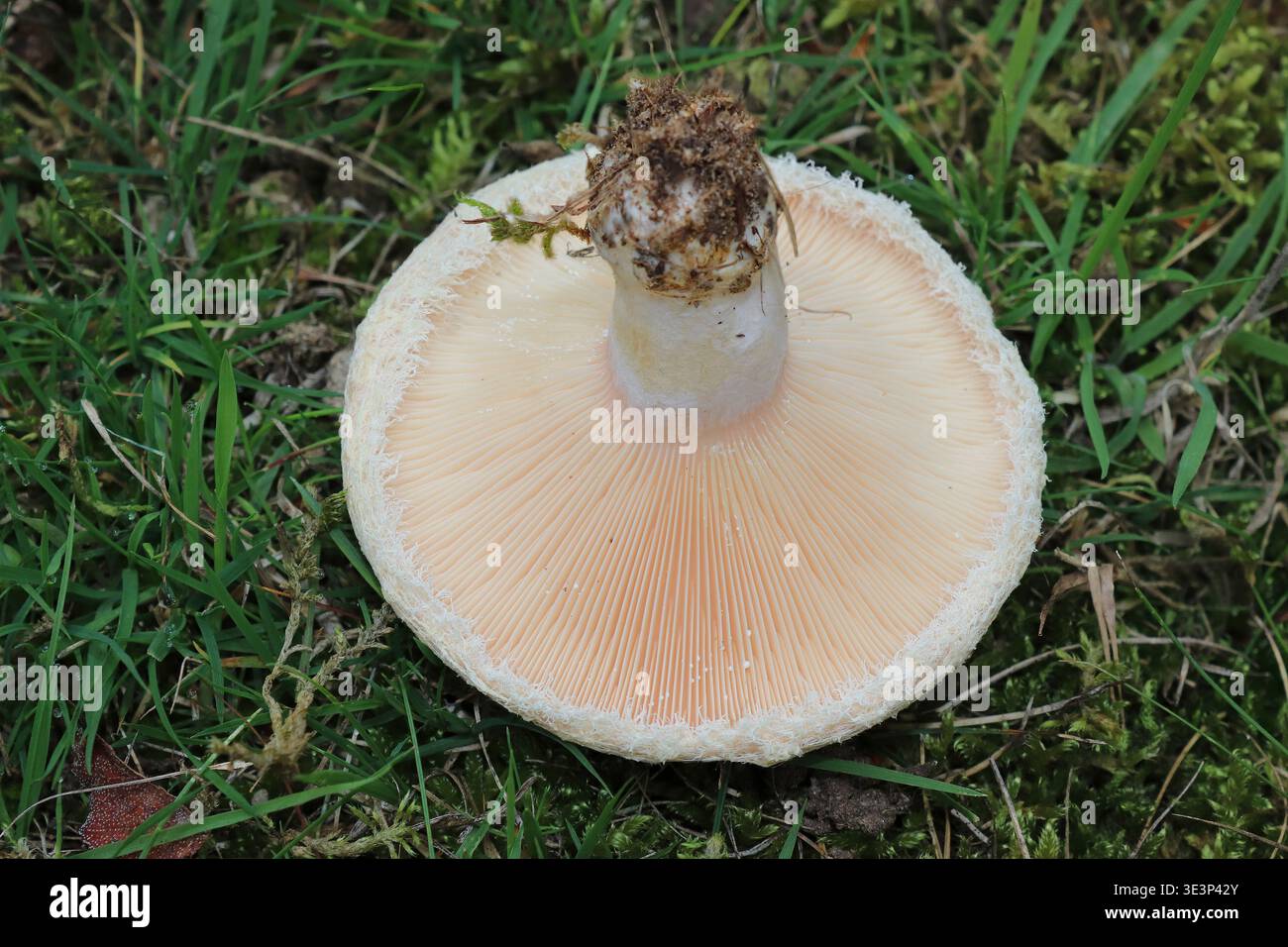 Bärtige Milkcap -alias Wollmilchkappe - Lactarius torminosus Stockfoto