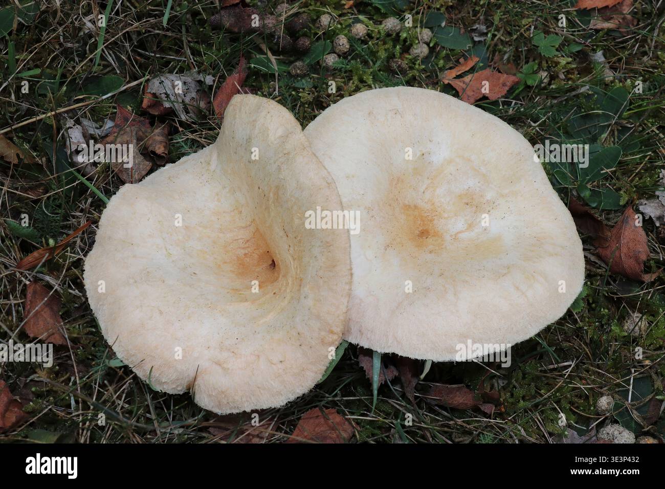Bärtige Milkcap -alias Wollmilchkappe - Lactarius torminosus Stockfoto
