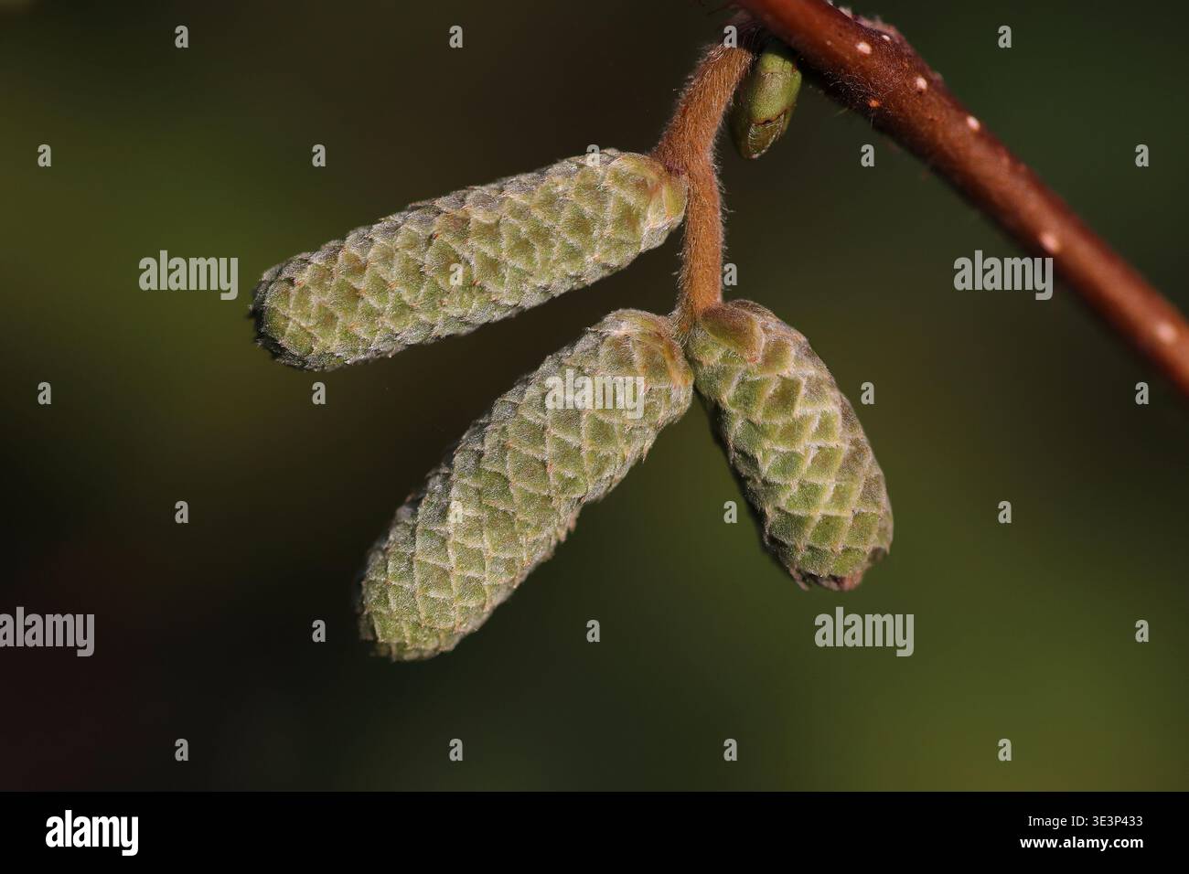 Hazel – Corylus avellana – Katzenkinder im Herbst, Großbritannien Stockfoto