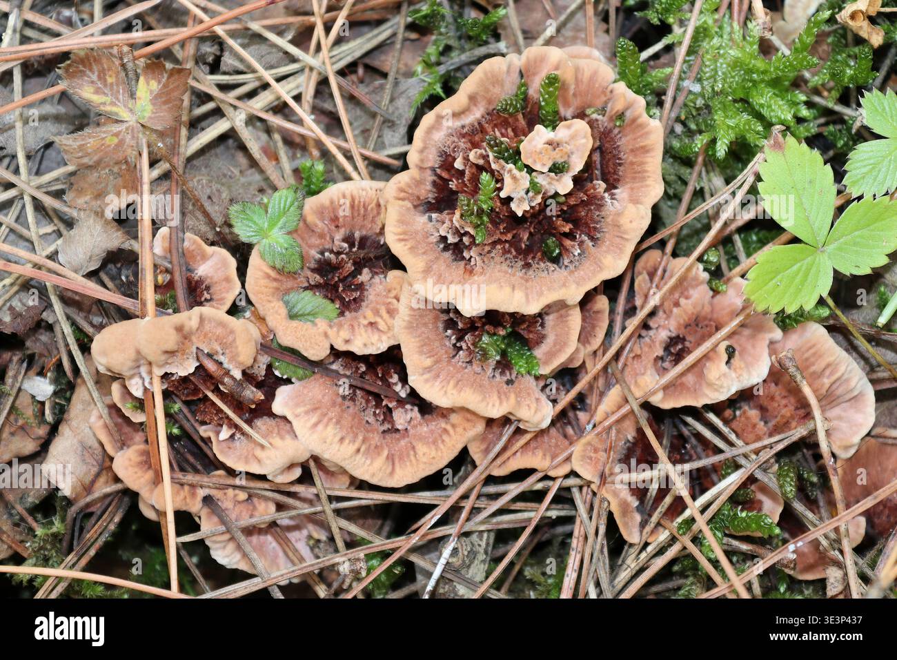 Ridge Tooth Hydnellum scrobiculatum Stockfoto