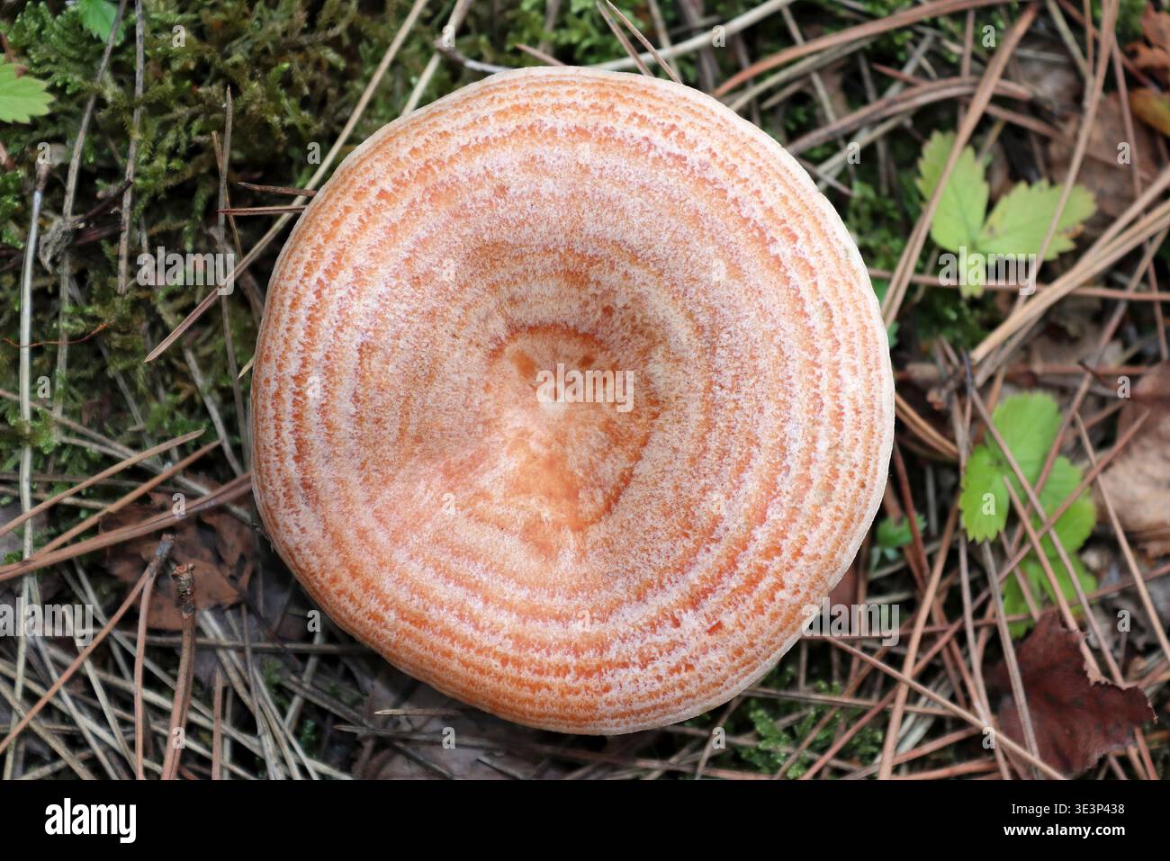 Safran Milchkappe Lactarius deliciosus Stockfoto
