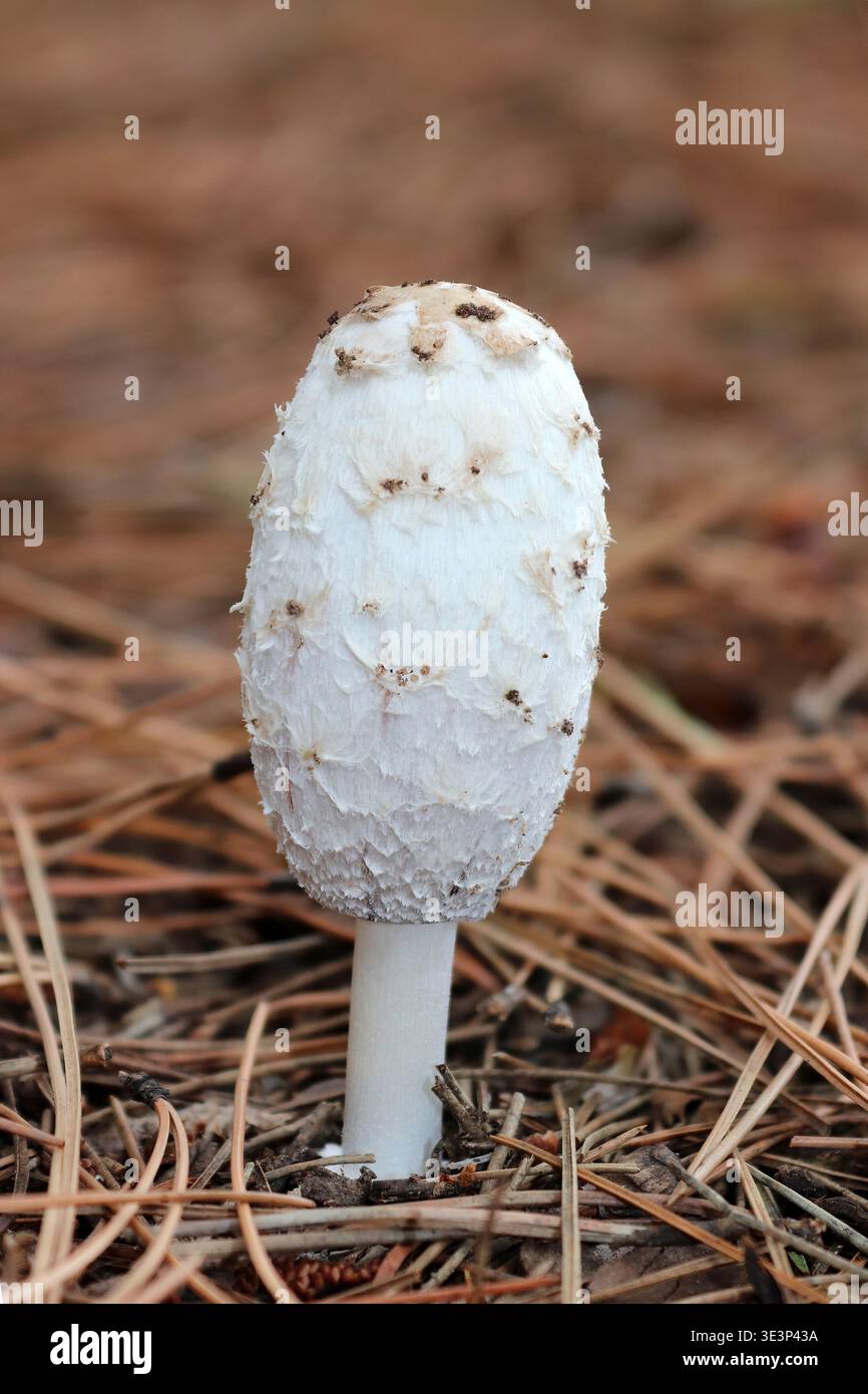 Shaggy Inkcap oder die Anwaltsperücke, Coprinus comatus zwischen Kiefernnadeln Stockfoto