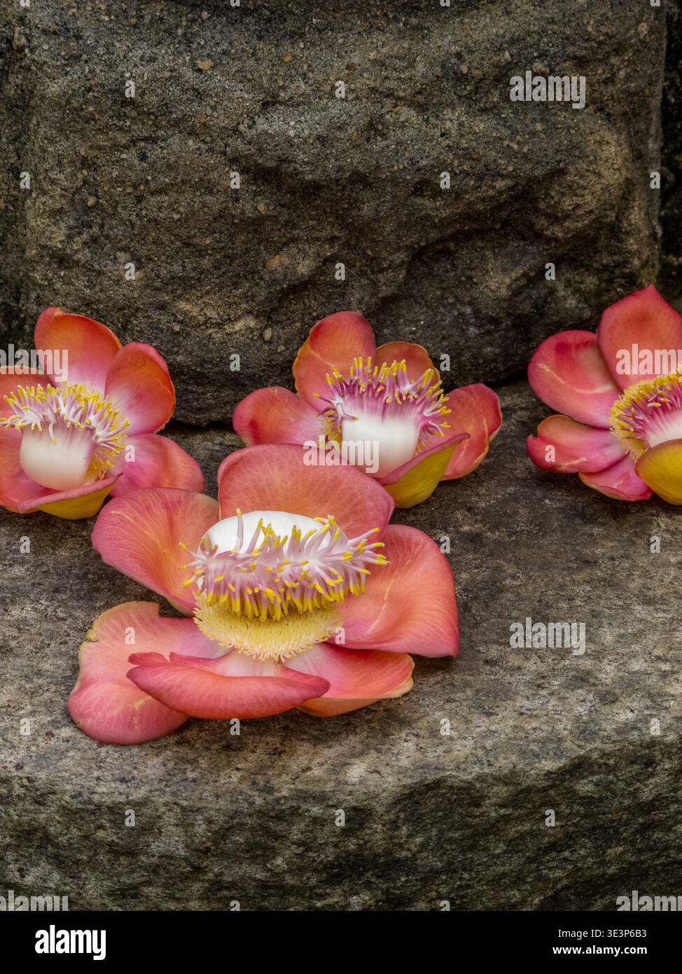 Die auffälligen, duftenden Blumen des Cannonball Tree (Couroupita guianensis) am Fuß einer kleinen Statue in einem Sri-lankischen Garten. Eine verehrte Pflanze. Stockfoto