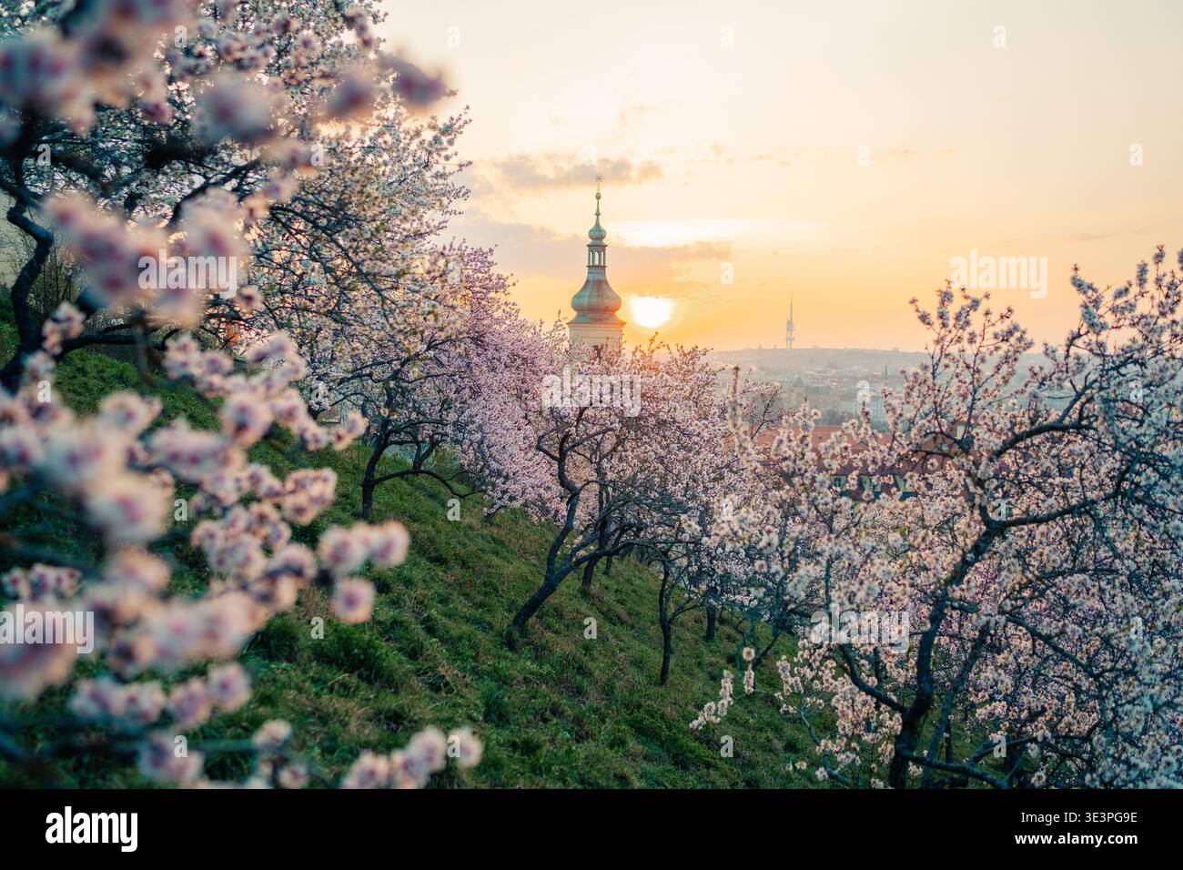In Prag blühen Kirschblüten, während die Sonne über der Skyline der Stadt in einer farbenfrohen Ausstellung untergeht Stockfoto