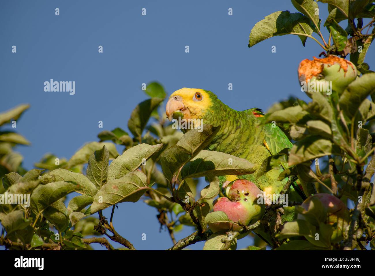 Gelbköpfiger amazonas ernährt sich von Apfel, während er zwischen Zweigen und Blättern sitzt. Stockfoto