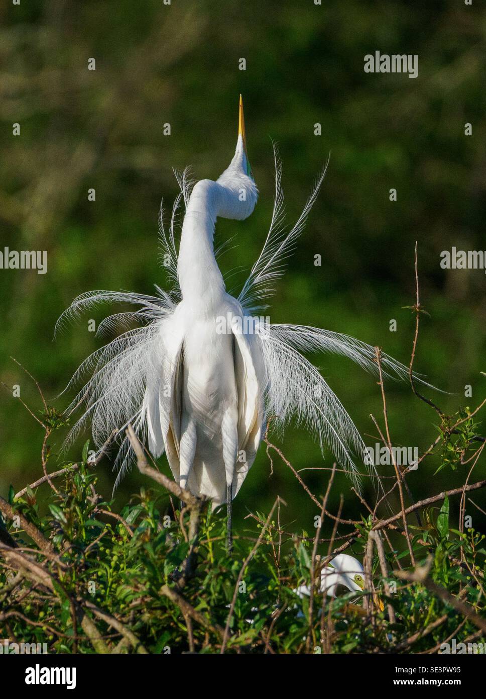 Ardea alba zeigt sich am Nest, mit dem nach oben zeigenden Schnabel im Ibera Wetlands National Park im Norden Argentiniens Stockfoto