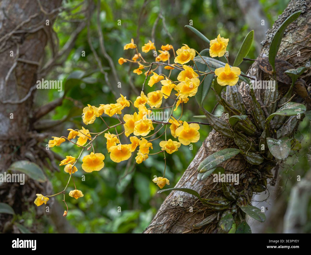 Nahaufnahme der epiphytischen Orchideenarten dendrobium lindleyi oder Lindley's dendrobium, die auf einem Baum im tropischen Garten mit gelben Orangenblüten wachsen Stockfoto
