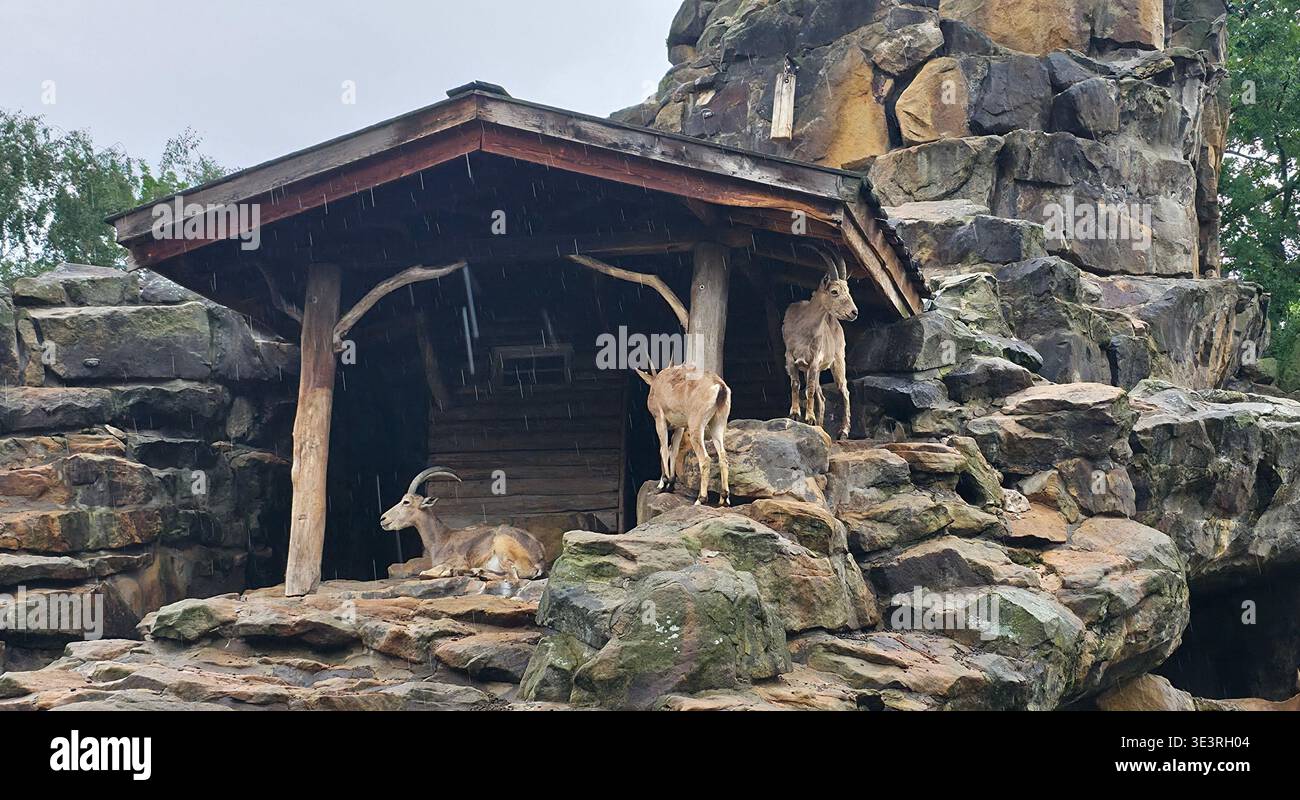 Berlin, Deutschland - 21. Juli 2025: . Bergziegen ruhen sich bei Regen auf felsigen Unterkünften in ihrem natürlichen Lebensraum aus - Smartphone-aufgenommenes Stockfoto