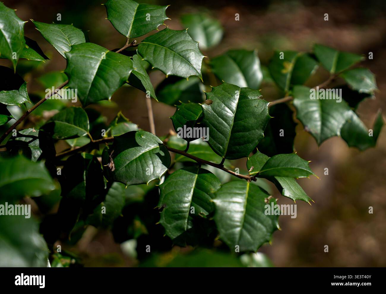 Eine Nahaufnahme der Blätter einer amerikanischen Stechpalme Stockfoto
