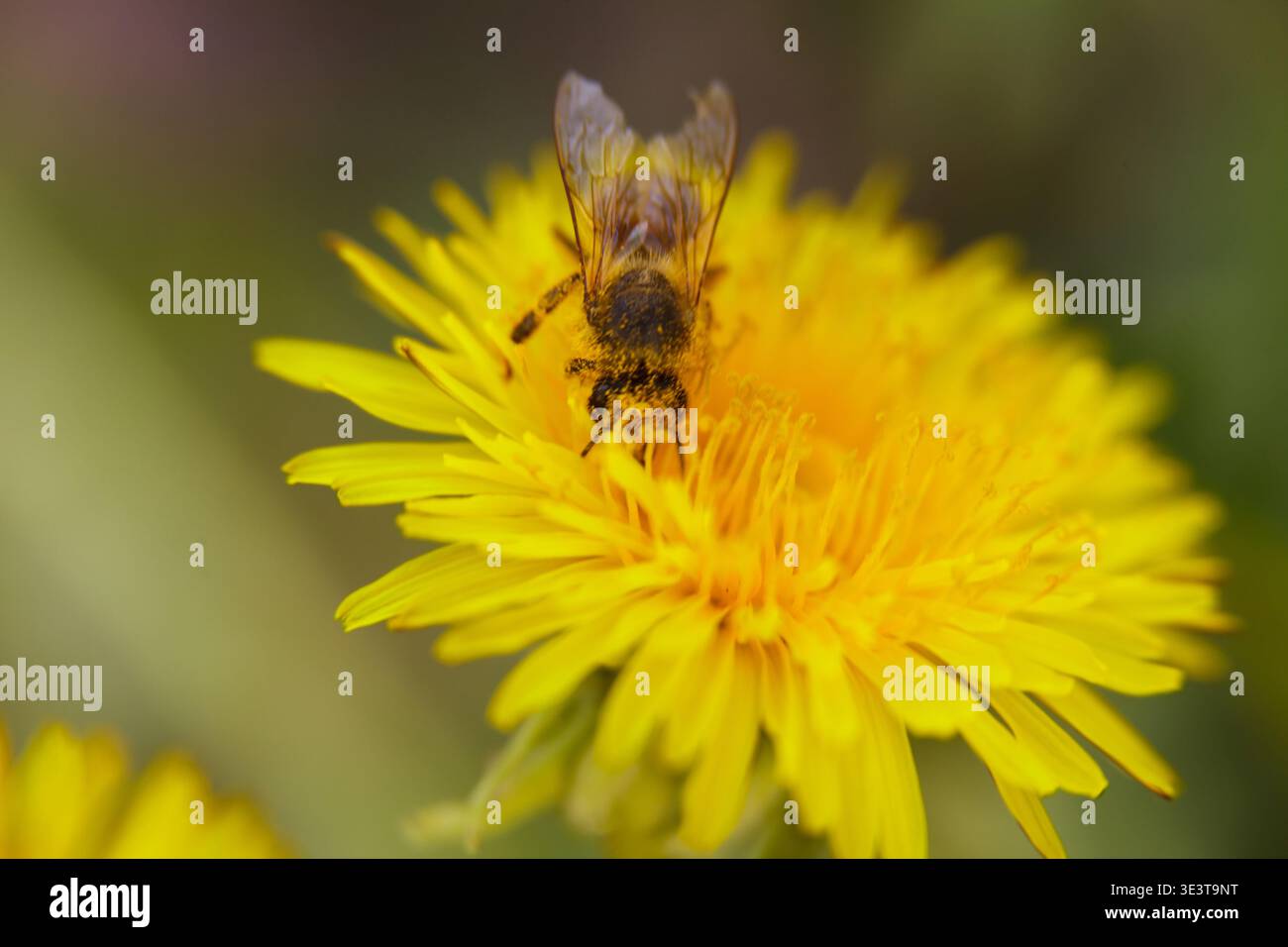 Honigbiene bedeckt mit Pollen und sammelt Nektar auf gelber Löwenzahnblüte. Stockfoto