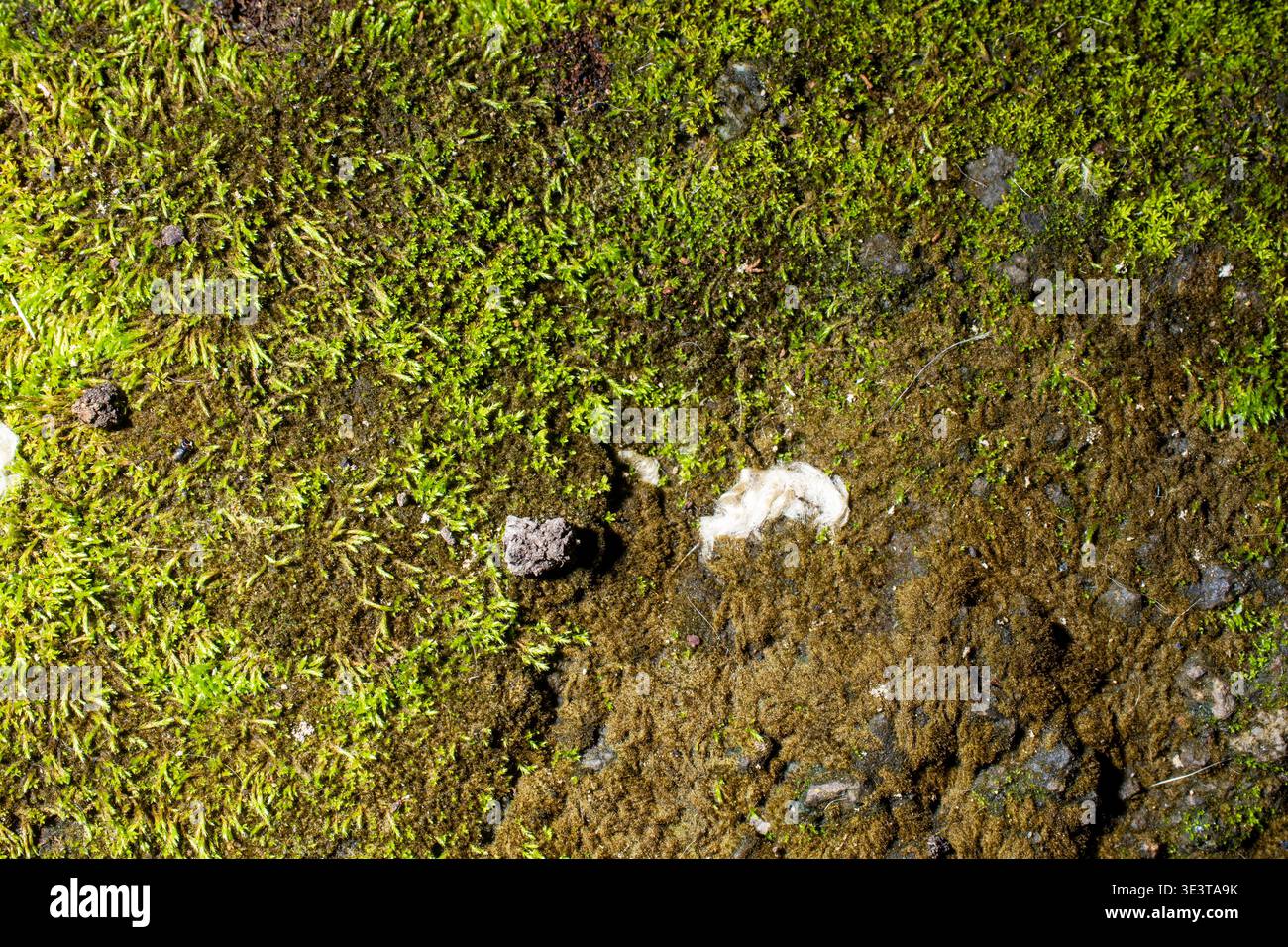 Nahaufnahme von lebendigem grünem Moos, das dunkle, feuchte Erde bedeckt und detaillierte organische Teppiche in einer natürlichen Umgebung zeigt. Stockfoto