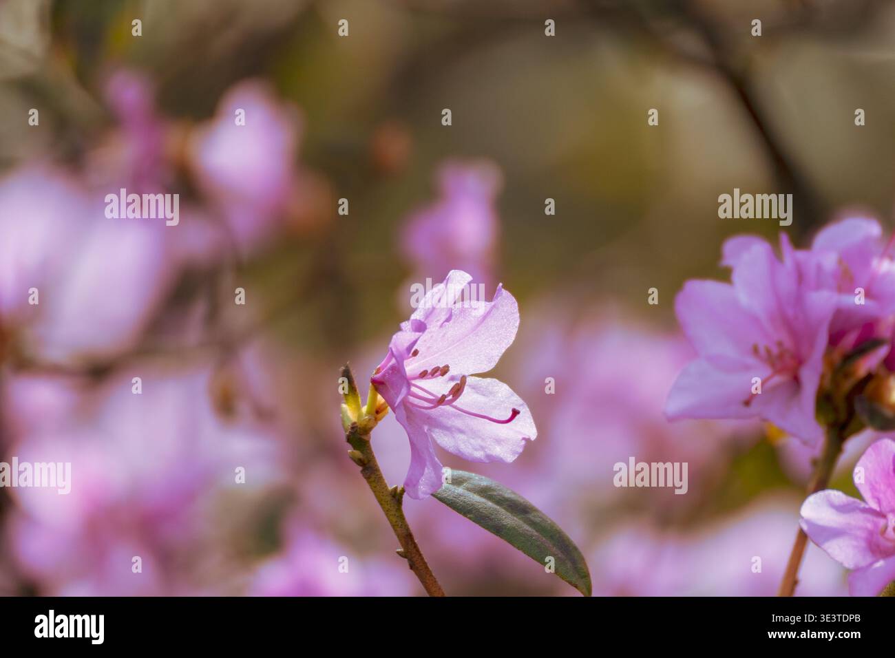Nahaufnahme rosa Rhododendron-Blüten. Weicher Hintergrund hebt zarte Blüten hervor. Blütenblätter zeigen sanfte rosa Farbtöne. Grünes Blatt und eine Knospe begleiten die Flora Stockfoto