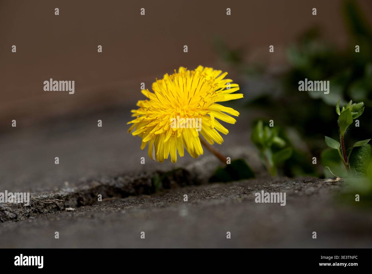 Gelbe Löwenzahnblüte wächst durch einen Riss im Betonpflaster Stockfoto