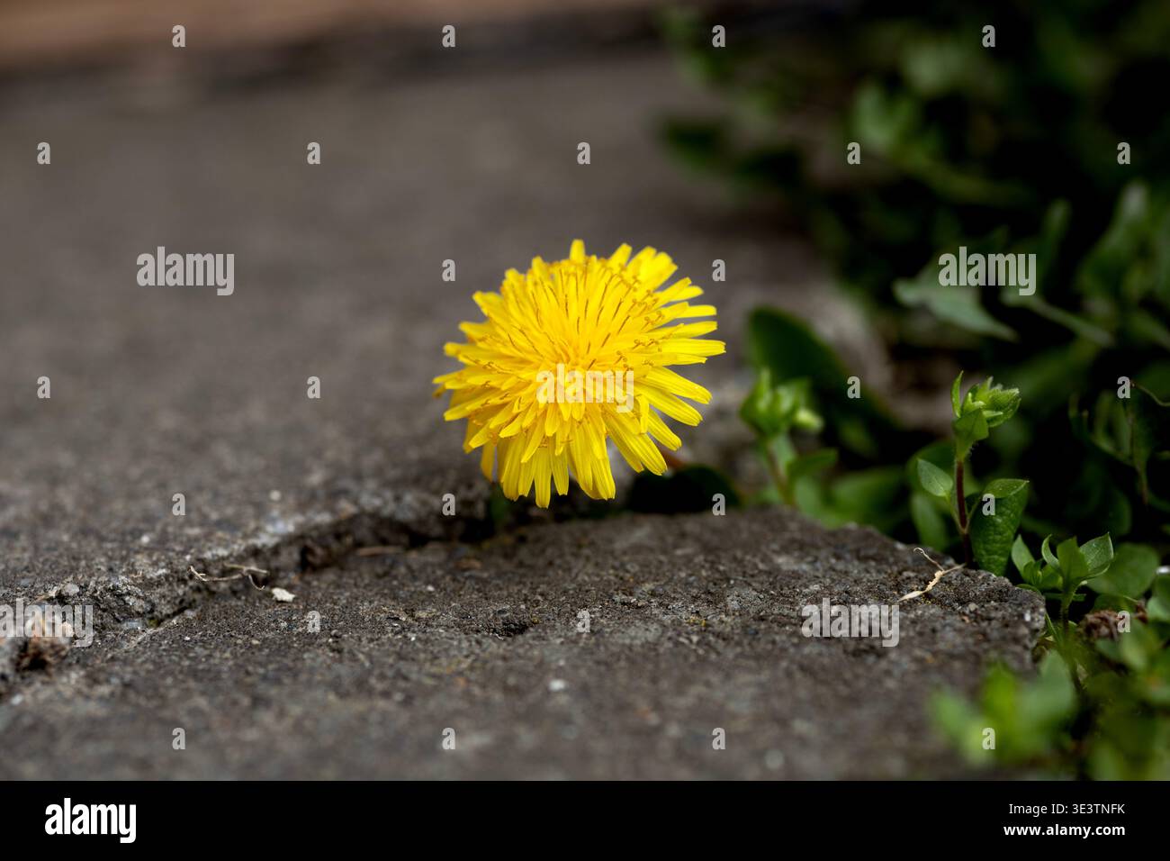 Gelbe Löwenzahnblüte wächst durch einen Riss im Betonpflaster Stockfoto