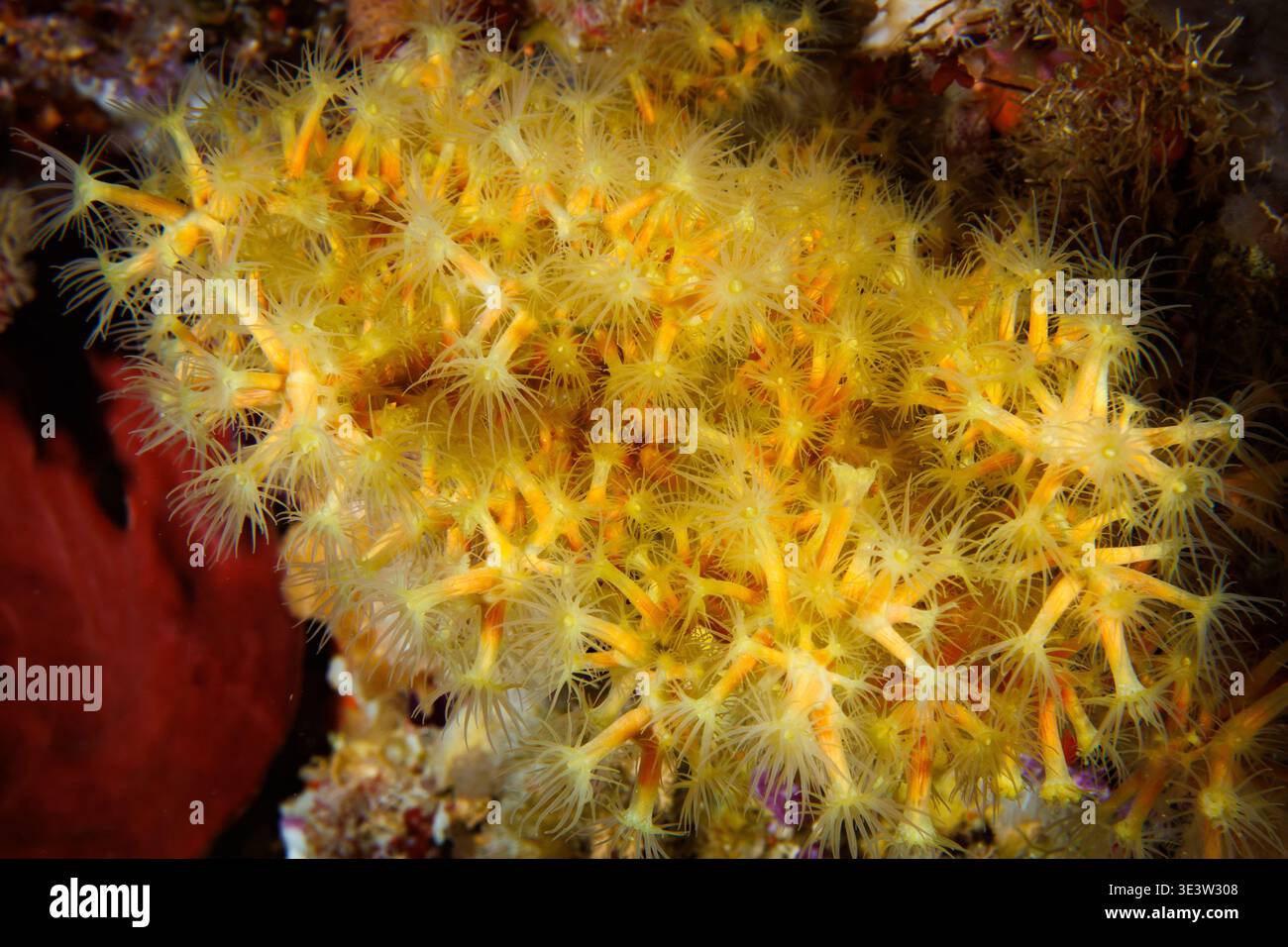 Kolonialanemone (Parazoanthus sp.) Polypen am Riff, Poor Knights Islands Marine Reserve, Neuseeland Stockfoto