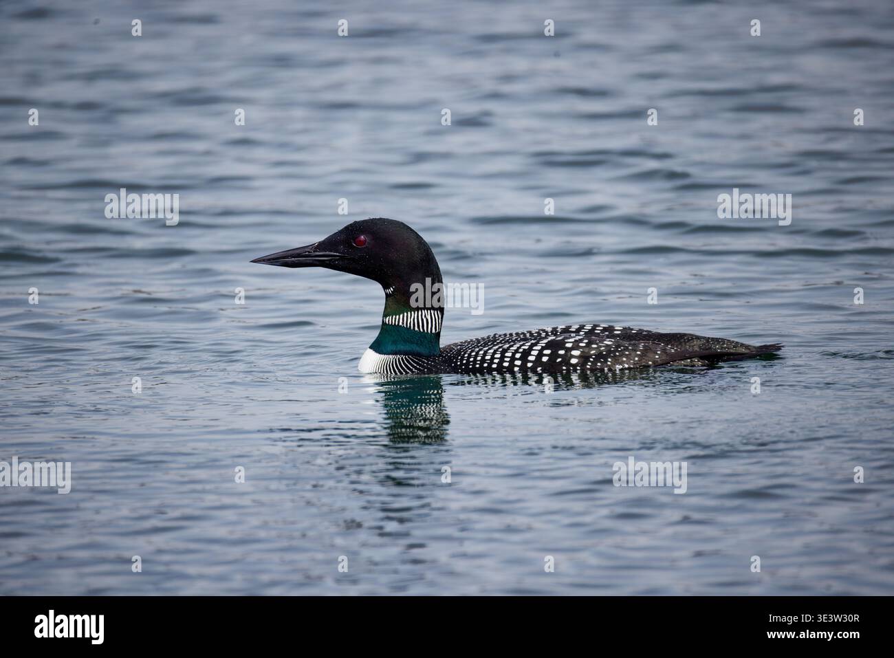 Ein majestätischer gemeinsamer Seetaucher gleitet durch das ruhige Wasser des Sees, dessen charakteristisches kariertes Muster auf dem Rücken und den Flügeln sichtbar ist Stockfoto