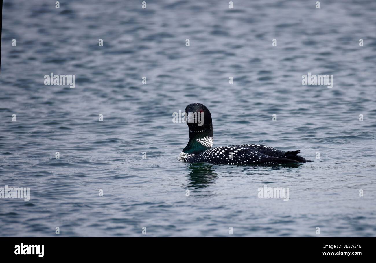 Der Loon mit auffälligem schwarz-weißem Gefieder schwimmt anmutig auf plätscherndem Wasser Stockfoto