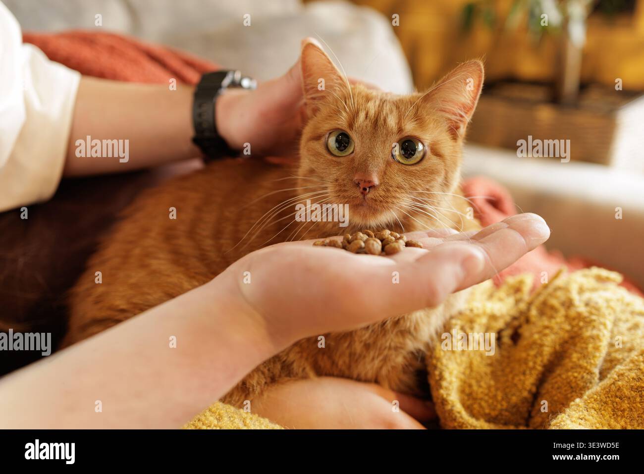 Nahaufnahme einer Ingwerkatze, die Trockenfutter von der Hand des Besitzers im Haus isst. Ideal für die Werbung für Tierfutter und die Produktförderung für Tierpflegeprodukte. Stockfoto