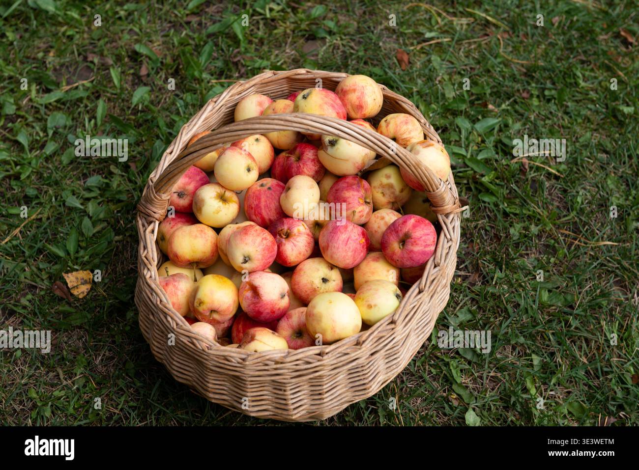 Ein Korbkorb mit frisch gepflückten roten und gelben Äpfeln liegt auf üppig grünem Gras. Die Äpfel haben ein natürliches und rustikales Aussehen, perfekt für sie Stockfoto