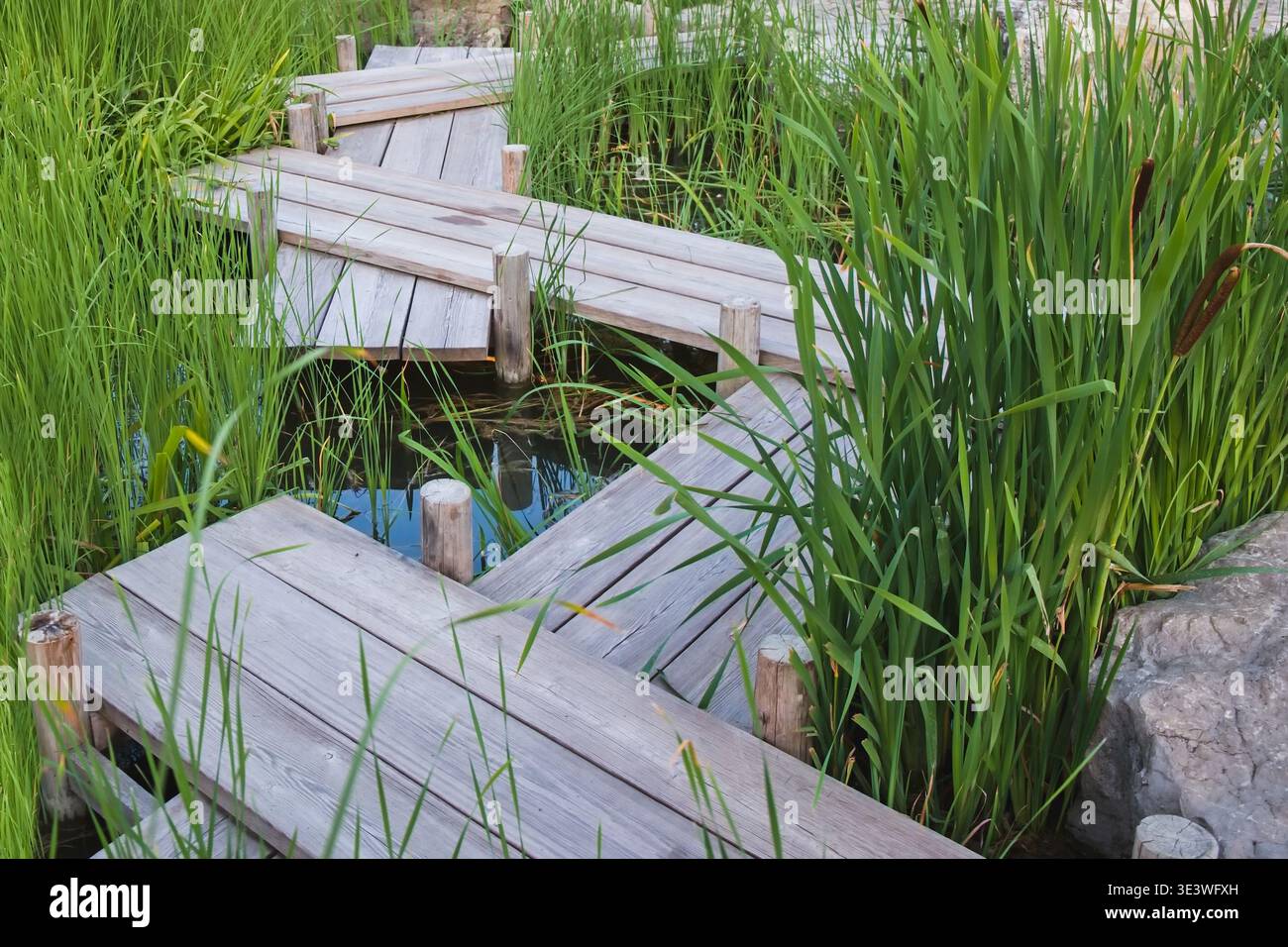 Zickzack Holzsteg oder Yatsuhashi im japanischen Wassergarten umgeben von grünen Pflanzen und Schilf. Stockfoto