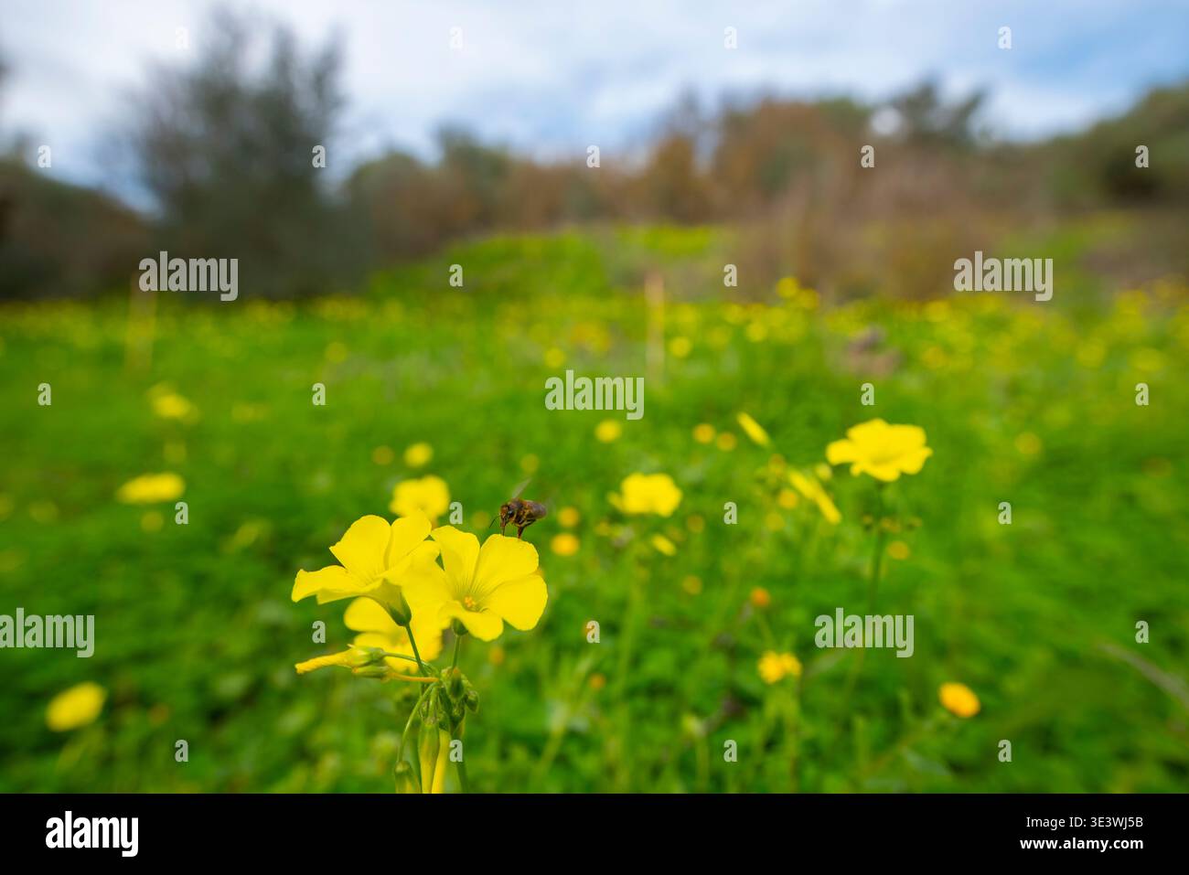 Eine Biene, die zart auf leuchtend gelben Wildblumen thront, vor einem üppig grünen Wiesengrund, die das Wesen des Frühlings und des natürlichen Lebens vermittelt i Stockfoto