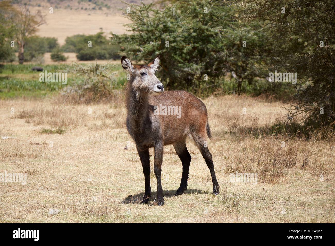 In der weitläufigen Savanne der Ngorongoro Conservation Area in Tansania, umgeben von Akazienbäumen und weiten, offenen Graslandschaften, steht ein Wasserbock wachsam Stockfoto