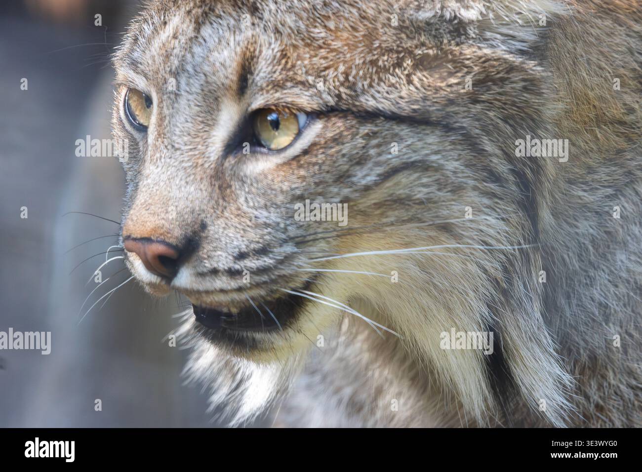 Nahaufnahme des kanadischen Lynx-Gesichts aus Alberta Canada Stockfoto