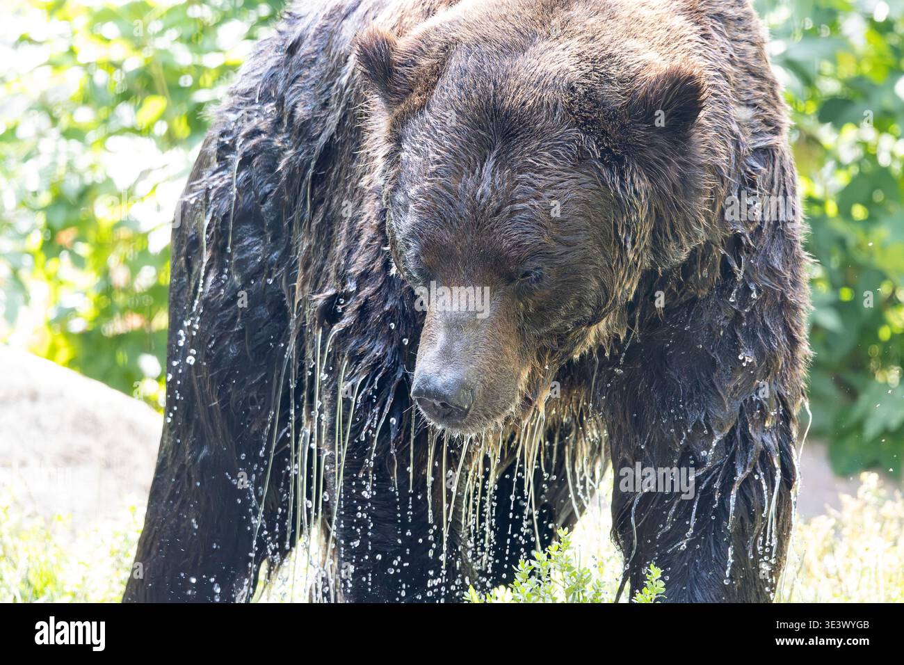 Feuchter Grizzlybär, der nach dem Verlassen des Sees mit Wasser tropft Stockfoto