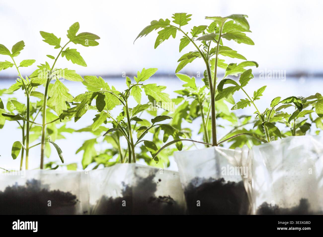 Setzlinge von Tomatenpflanzen in Kunststoffbehältern im Gewächshaus Stockfoto